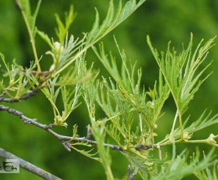 Alnus glutinosa `Imperialis`