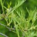 Alnus glutinosa `Imperialis`