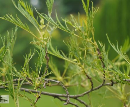 Alnus glutinosa `Imperialis`1