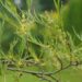 Alnus glutinosa `Imperialis`1