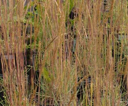 Koeleria glauca `Coolio`-aguhein