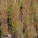 Koeleria glauca `Coolio`-aguhein