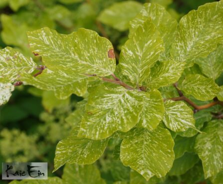 Fagus sylvatica `Marmorstar`-har.pöök suvine leht