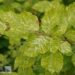 Fagus sylvatica `Marmorstar`-har.pöök suvine leht