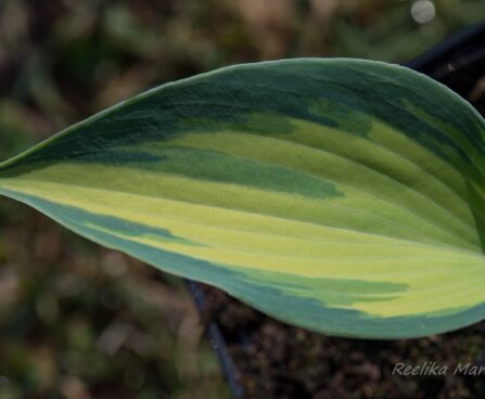 2130_8325_Hosta_June.JPG