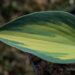 2130_8325_Hosta_June.JPG