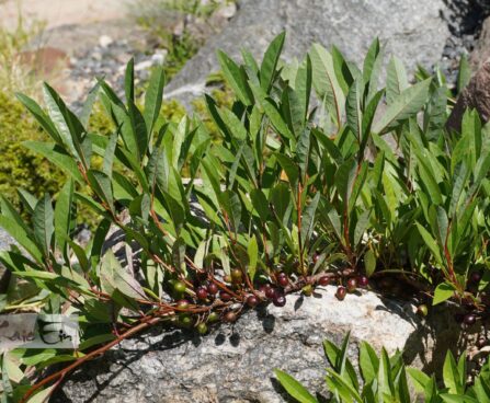 Prunus pumila var. depressa-roomav kirsipuu