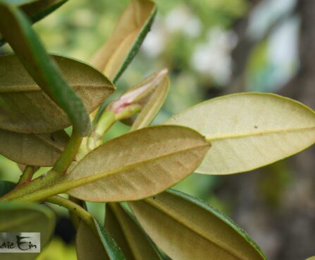 Rhododendron yakushimanum `Porzellan`-yaku rodo