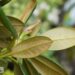 Rhododendron yakushimanum `Porzellan`-yaku rodo