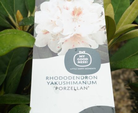 Rhododendron yakushimanum `Porzellan`-yaku rodo