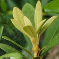 Rhododendron yakushimanum `Centennial Gold-yaku rodo