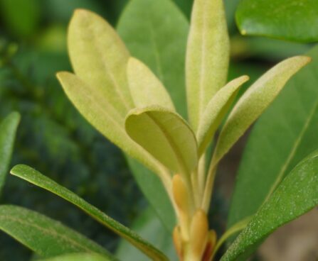 Rhododendron yakushimanum `Centennial Gold-yaku rodo