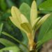 Rhododendron yakushimanum `Centennial Gold-yaku rodo