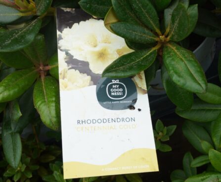 Rhododendron yakushimanum `Centennial Gold