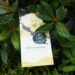 Rhododendron yakushimanum `Centennial Gold