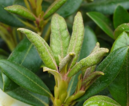 Rhododendron yakushimanum `Centennial Gold2