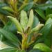 Rhododendron yakushimanum `Centennial Gold2