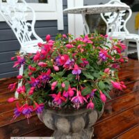 fuksia logoga
