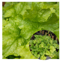 Heuchera `World `Lime Americano`-helmikpööris kanepi foto