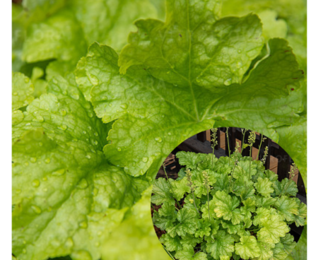 Heuchera `World `Lime Americano`-helmikpööris kanepi foto