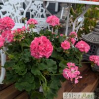 Pelargonium hortorum- Pelargonium zonale p23-viirpelargoon