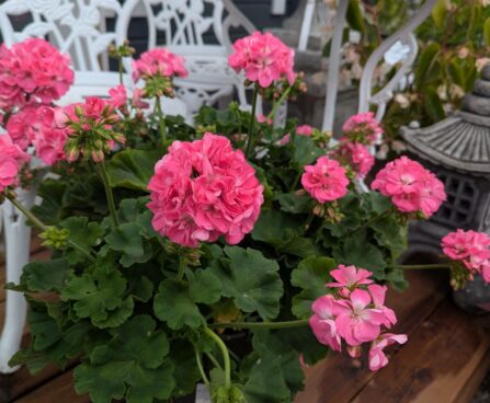 Pelargonium hortorum- Pelargonium zonale p23-viirpelargoon