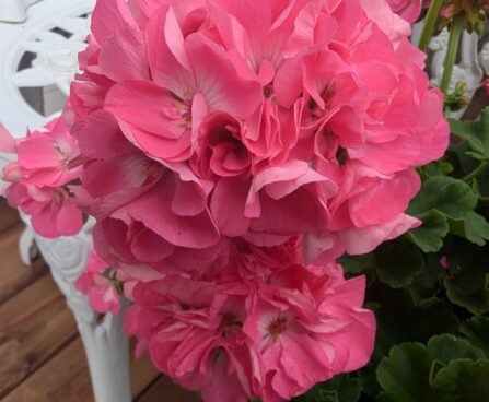 Pelargonium ×hortorum Pelargonium zonale viirpelargoon