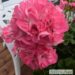 Pelargonium ×hortorum Pelargonium zonale viirpelargoon