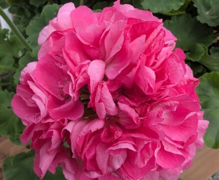 Pelargonium ×hortorum-Pelargonium zonale p29-viirpelargoon