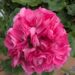 Pelargonium ×hortorum-Pelargonium zonale p29-viirpelargoon
