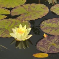 Nymphaea `Chromatella` Teresa Lepikov