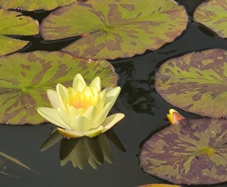 Nymphaea `Chromatella` Teresa Lepikov