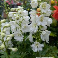 Delphinium Magic Fountains-kukekannus