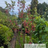 Ribes rubrum-pun. sõstar tüvivorm.jpg4