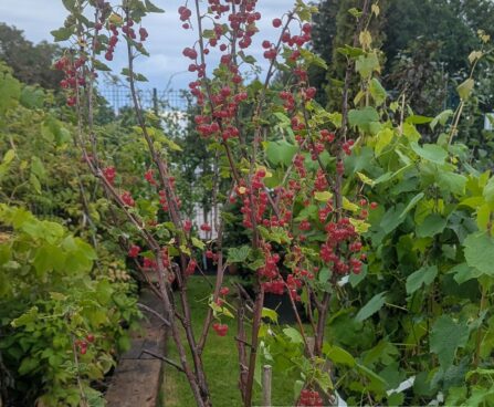 Ribes rubrum-pun. sõstar tüvivorm.jpg4