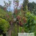 Ribes rubrum-pun. sõstar tüvivorm.jpg4