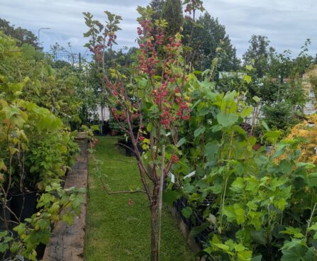 Ribes rubrum`Jonkeer van tets `tüvivorm