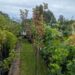 Ribes rubrum`Jonkeer van tets `tüvivorm