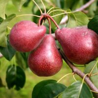 Pyrus `Kadi`pirnipuu foto eesti sordivaramu