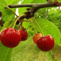 Prunus avium `Piret`-maguskirss foto sordivaramust