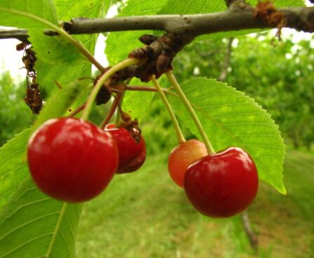 Prunus avium `Piret`-maguskirss foto sordivaramust