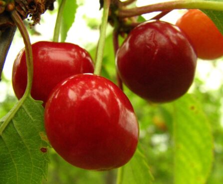 Prunus avium `Piret`-maguskirss foto sordivaramust 1