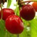 Prunus avium `Piret`-maguskirss foto sordivaramust 1