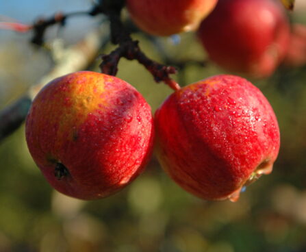 Malus Talvenauding- sordivaramu foto