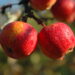Malus Talvenauding- sordivaramu foto