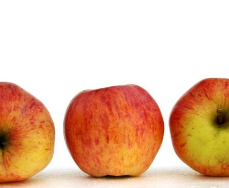 Malus Talvenauding- sordivaramu foto õunapuu