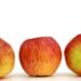 Malus Talvenauding- sordivaramu foto õunapuu