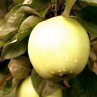 Malus `Sidrunkollane taliõun`-sordivaramu foto