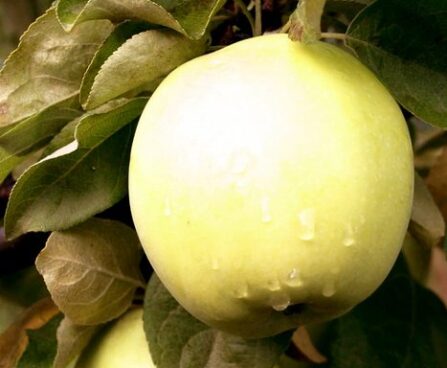 Malus `Sidrunkollane taliõun`-sordivaramu foto