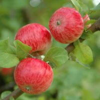 Malus domestica `Pirja`-eesti sordivaramu foto1